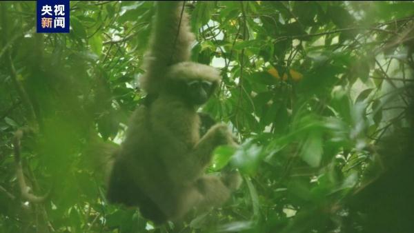 云南盈江县新发现一处高黎贡白眉长臂猿种群分布地 云南盈江县新发现一处高黎贡白眉长臂猿种群分布地