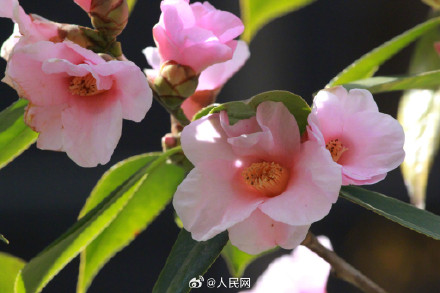明艳！粉红色茶花凌寒绽放