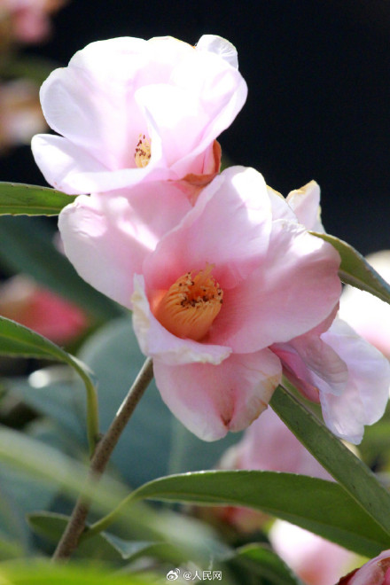 明艳！粉红色茶花凌寒绽放