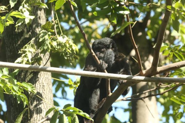 家人们谁懂啊!猴子再度“丑”上热搜 家人们谁懂啊!猴子再度“丑”上热搜