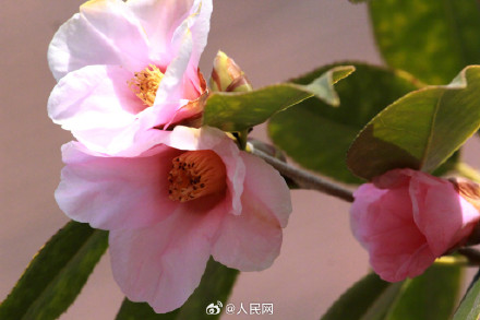 明艳！粉红色茶花凌寒绽放