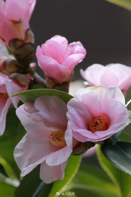 明艳！粉红色茶花凌寒绽放