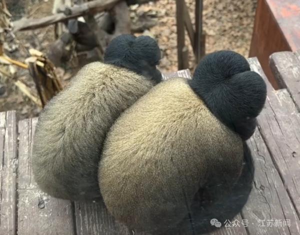 这家动物园又有猴子出圈了！再度"丑"上热搜