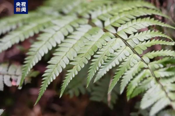 新物种+1!江西阳际峰国家级自然保护区发现短芒复叶耳蕨 新物种+1!江西阳际峰国家级自然保护区发现短芒复叶耳蕨