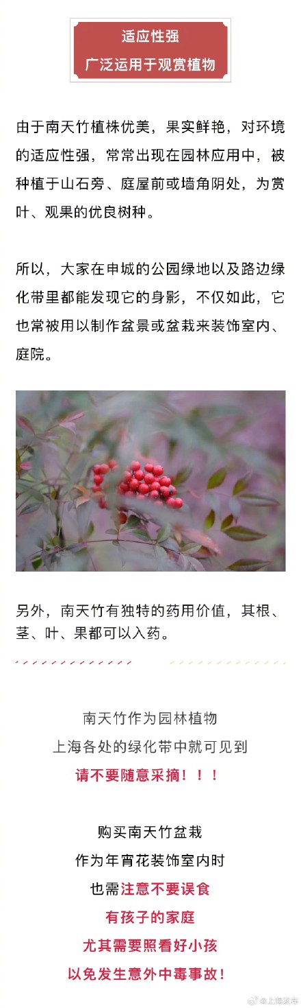 全株有毒！看见这种红色果实千万不要摘食！