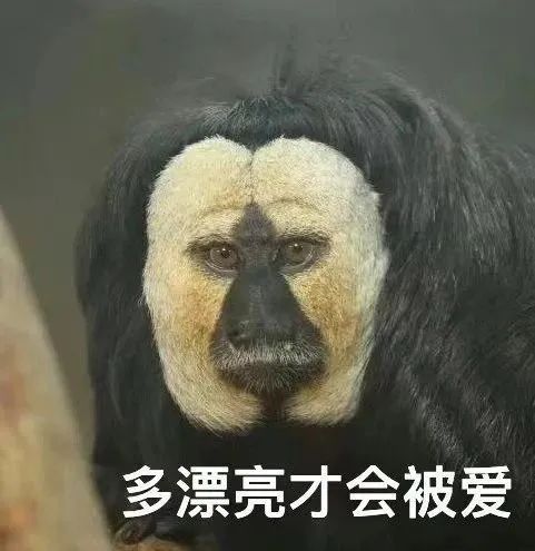 这家动物园又有猴子出圈了！再度"丑"上热搜