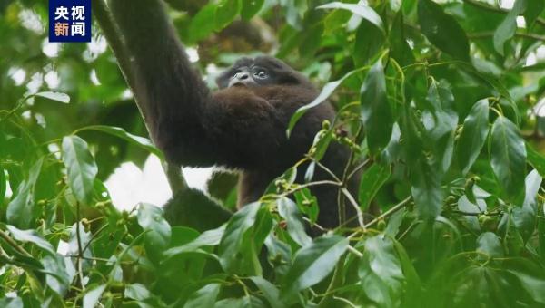云南盈江县新发现一处高黎贡白眉长臂猿种群分布地 云南盈江县新发现一处高黎贡白眉长臂猿种群分布地