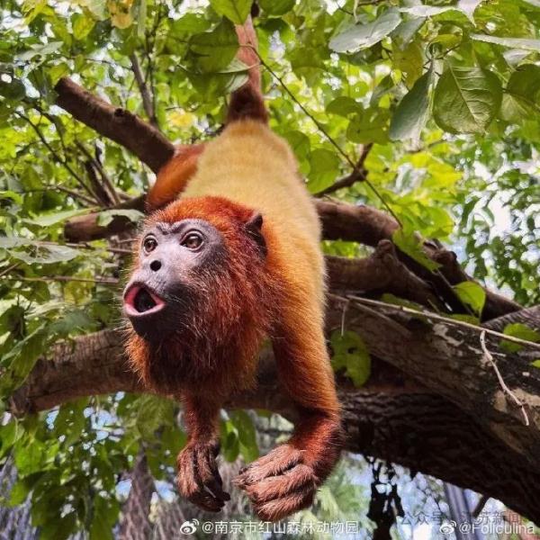 登上热搜!红山动物园凭它再“出圈” 登上热搜!红山动物园凭它再“出圈”