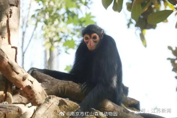 家人们谁懂啊!猴子再度“丑”上热搜 家人们谁懂啊!猴子再度“丑”上热搜