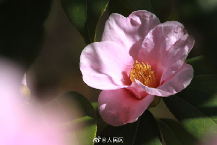 明艳！粉红色茶花凌寒绽放
