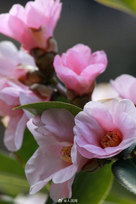 明艳！粉红色茶花凌寒绽放