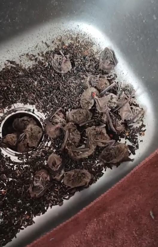 山东装修师傅拆卸空调拆出一窝蝙蝠:20只左右,都是活的! 山东装修师傅拆卸空调拆出一窝蝙蝠:20只左右,都是活的!