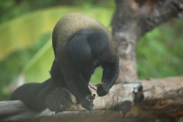 家人们谁懂啊!猴子再度“丑”上热搜 家人们谁懂啊!猴子再度“丑”上热搜