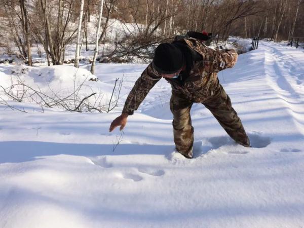 真虎！第五只！黑龙江省再次发现东北虎活动踪迹