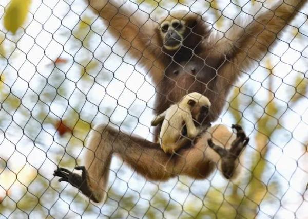 “丑”上热搜?但越看越上头,重庆竟然也有 “丑”上热搜?但越看越上头,重庆竟然也有