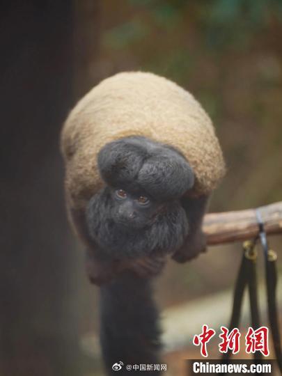 新网红“出道”!红山动物园回应猴子屁股头发型 新网红“出道”!红山动物园回应猴子屁股头发型