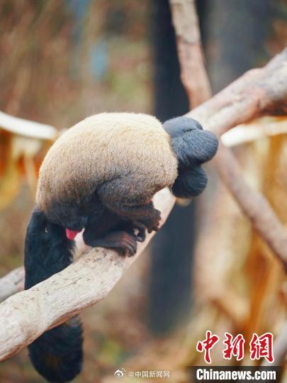 新网红“出道”!红山动物园回应猴子屁股头发型 新网红“出道”!红山动物园回应猴子屁股头发型