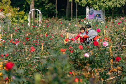 烂漫花海惹人醉！广州云台花园万棵月季花盛放
