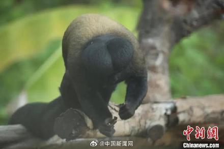 新网红“出道”!红山动物园回应猴子屁股头发型 新网红“出道”!红山动物园回应猴子屁股头发型