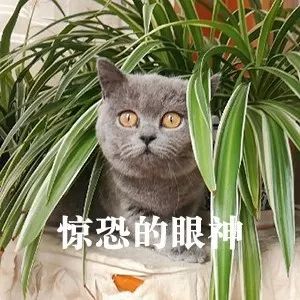 银发族当心！养老钱别被骗子盯上