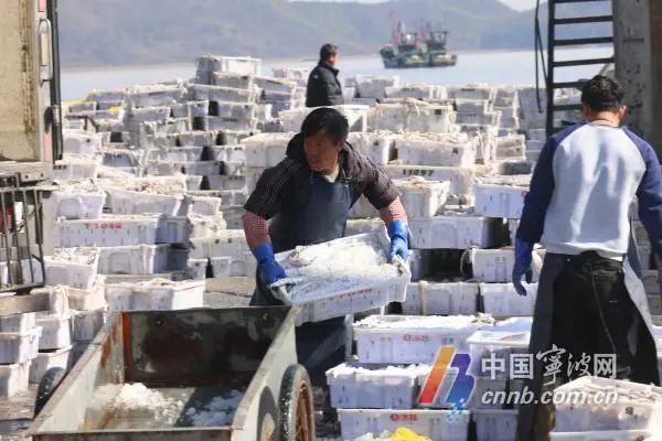 春节临近！宁波渔港码头迎来采购高峰