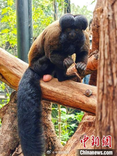 新网红“出道”!红山动物园回应猴子屁股头发型 新网红“出道”!红山动物园回应猴子屁股头发型