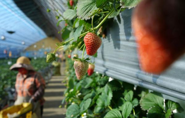 东北真鲜|“娇滴滴”的草莓冬天里摘——探访辽宁东港草莓种植基地 东北真鲜|“娇滴滴”的草莓冬天里摘——探访辽宁东港草莓种植基地