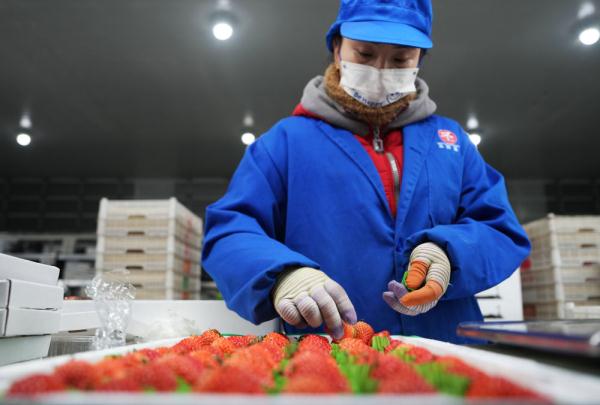 东北真鲜|“娇滴滴”的草莓冬天里摘——探访辽宁东港草莓种植基地 东北真鲜|“娇滴滴”的草莓冬天里摘——探访辽宁东港草莓种植基地