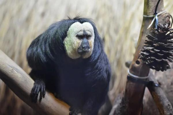 “丑”上热搜?但越看越上头,重庆竟然也有 “丑”上热搜?但越看越上头,重庆竟然也有