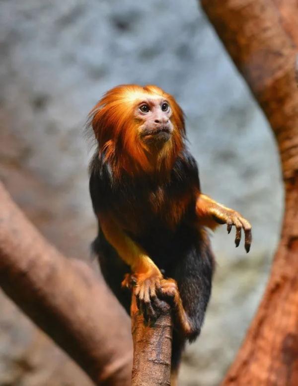 “丑”上热搜?但越看越上头,重庆竟然也有 “丑”上热搜?但越看越上头,重庆竟然也有