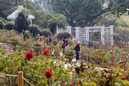 烂漫花海惹人醉！广州云台花园万棵月季花盛放