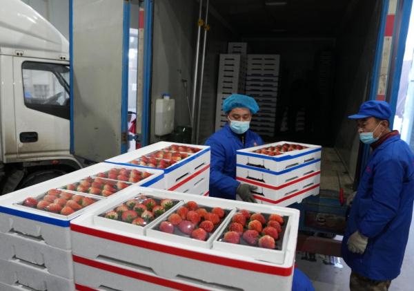 东北真鲜|“娇滴滴”的草莓冬天里摘——探访辽宁东港草莓种植基地 东北真鲜|“娇滴滴”的草莓冬天里摘——探访辽宁东港草莓种植基地