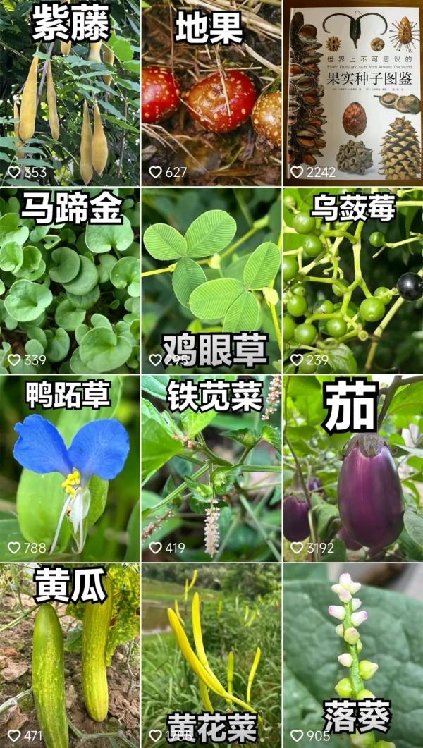 百万网友点赞！他用短视频记录长沙周边植物400余种