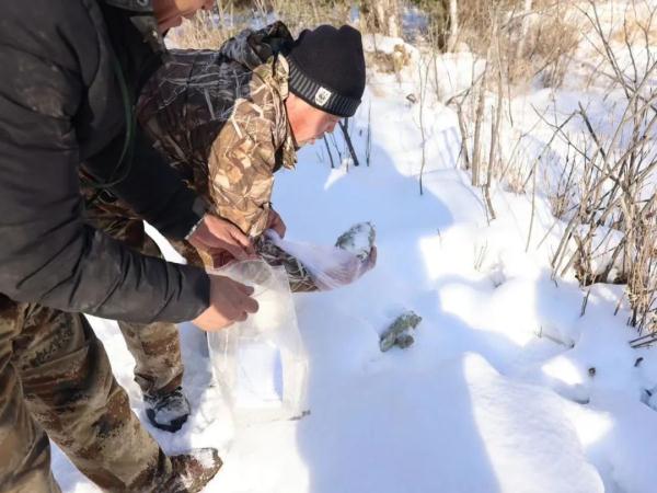 真虎！第五只！黑龙江省再次发现东北虎活动踪迹