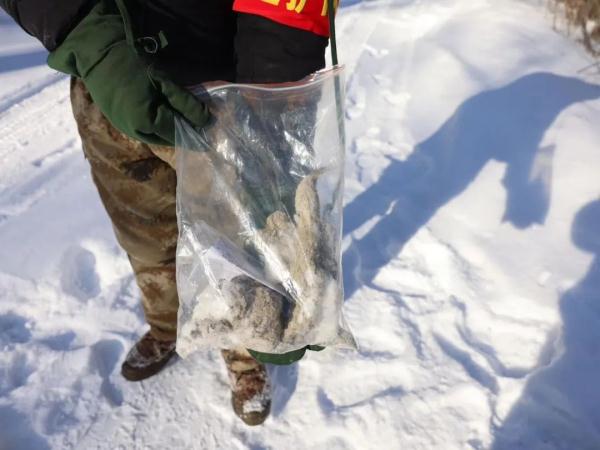 真虎！第五只！黑龙江省再次发现东北虎活动踪迹