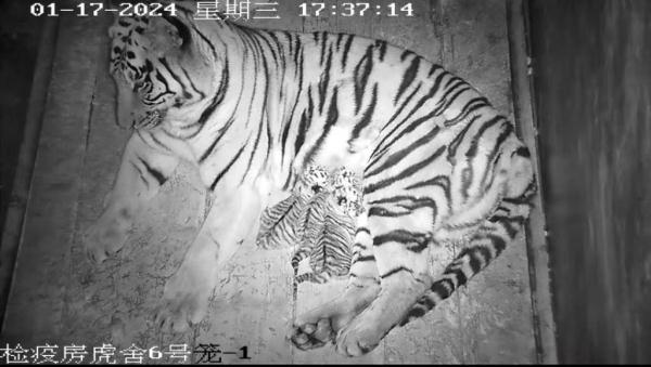 福建梅花山虎研所喜添3只华南虎“宝宝” 福建梅花山虎研所喜添3只华南虎“宝宝”