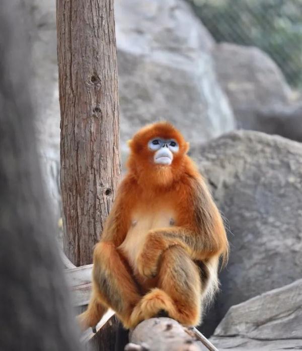 “丑”上热搜?但越看越上头,重庆竟然也有 “丑”上热搜?但越看越上头,重庆竟然也有