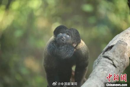 新网红“出道”!红山动物园回应猴子屁股头发型 新网红“出道”!红山动物园回应猴子屁股头发型