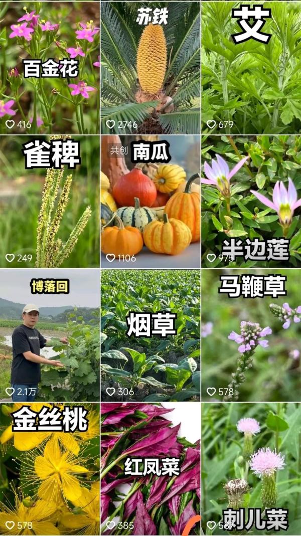 百万网友点赞！他用短视频记录长沙周边植物400余种