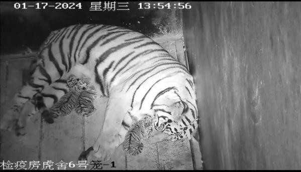 福建梅花山虎研所喜添3只华南虎“宝宝” 福建梅花山虎研所喜添3只华南虎“宝宝”