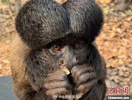 新网红“出道”!红山动物园回应猴子屁股头发型 新网红“出道”!红山动物园回应猴子屁股头发型