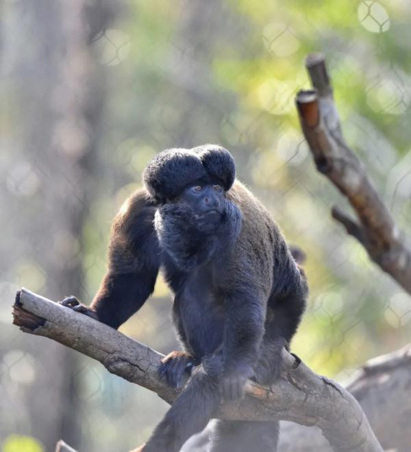 “丑”上热搜?但越看越上头,重庆竟然也有 “丑”上热搜?但越看越上头,重庆竟然也有