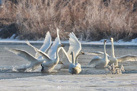 氛围感！雾凇和白天鹅同框美如冬日童话