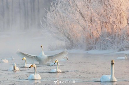 氛围感！雾凇和白天鹅同框美如冬日童话
