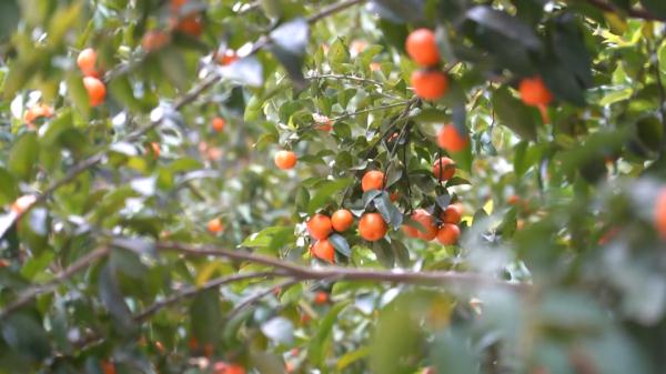 “文秀书记,当年你带领百坭村种下的砂糖橘已平安送达母校,很甜……” “文秀书记,当年你带领百坭村种下的砂糖橘已平安送达母校,很甜……”