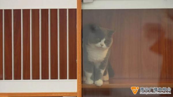 “萌宠经济”火热升温，“上门洗宠”需求高→