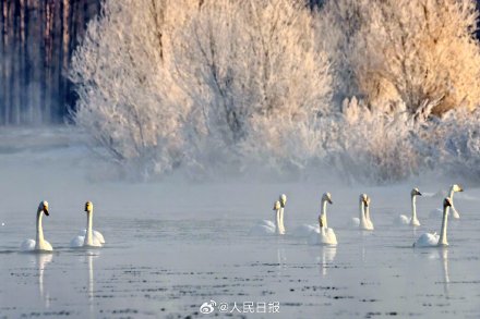 氛围感！雾凇和白天鹅同框美如冬日童话