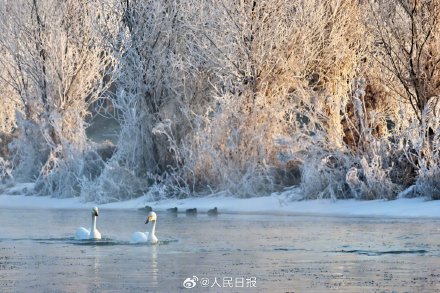 氛围感！雾凇和白天鹅同框美如冬日童话