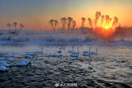 氛围感！雾凇和白天鹅同框美如冬日童话