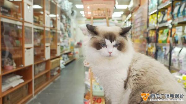 “萌宠经济”火热升温，“上门洗宠”需求高→